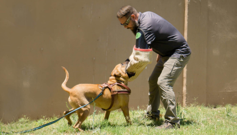 dog trainer contact Phoenix